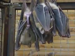 Pair of concupiscent live bats banging every other on a beam 